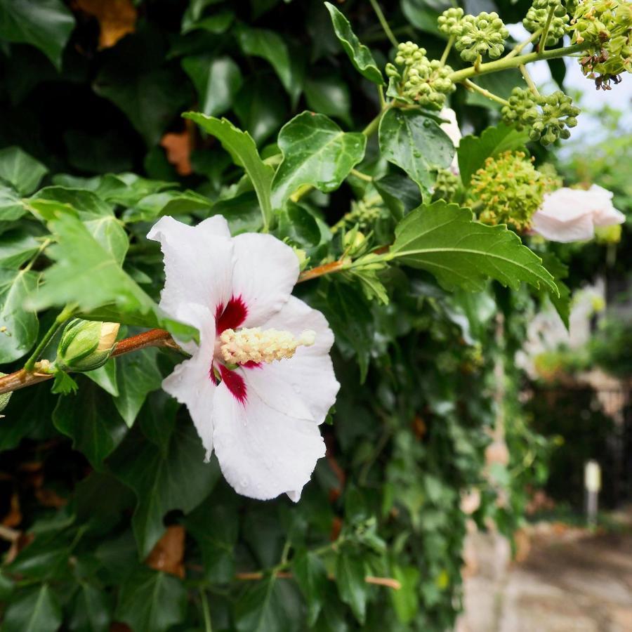 L'Evidence Bed & Breakfast Prades  ภายนอก รูปภาพ